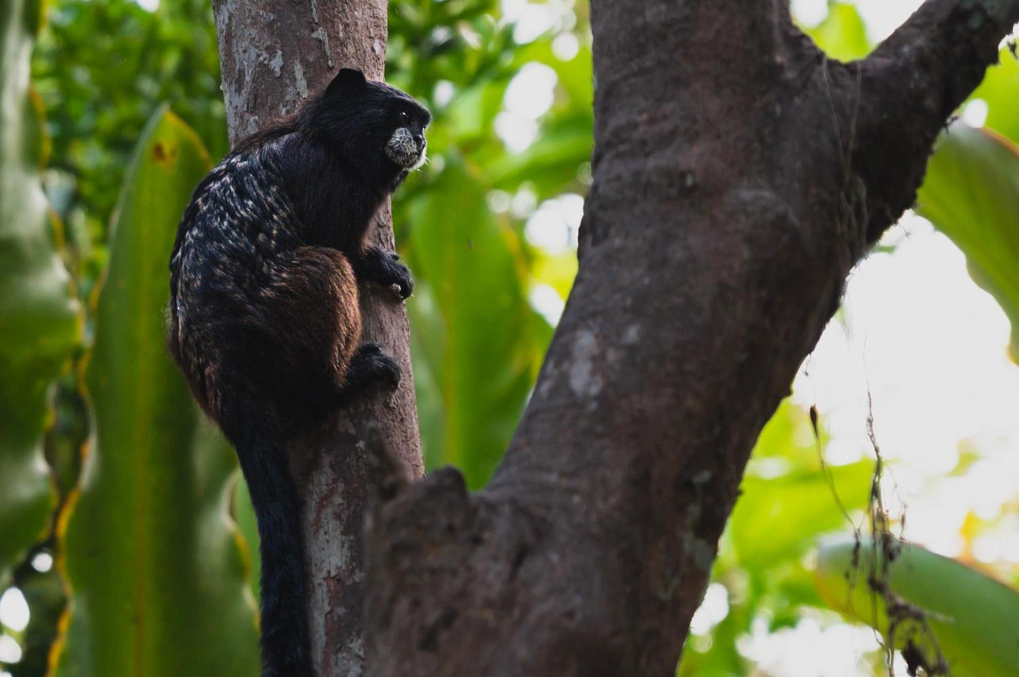 Huingos Eco Lodge タラポト エクステリア 写真